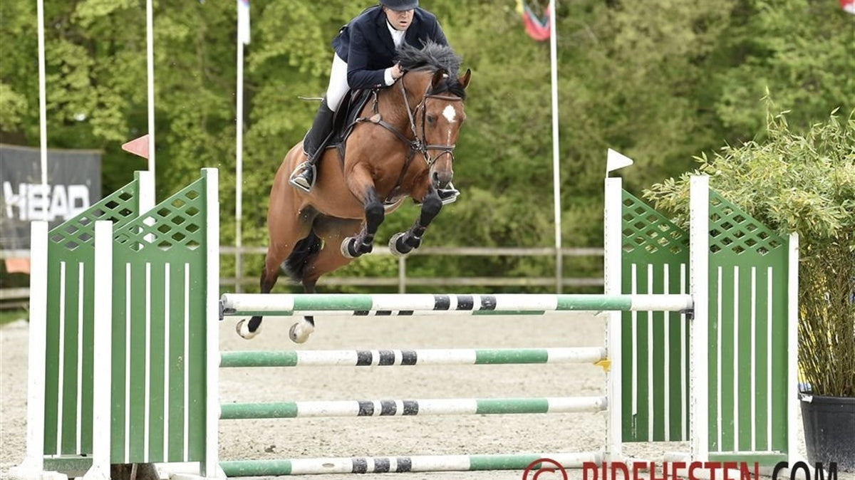 Ridehesten - Ridning kan ikke erstattes af en tur i fitness