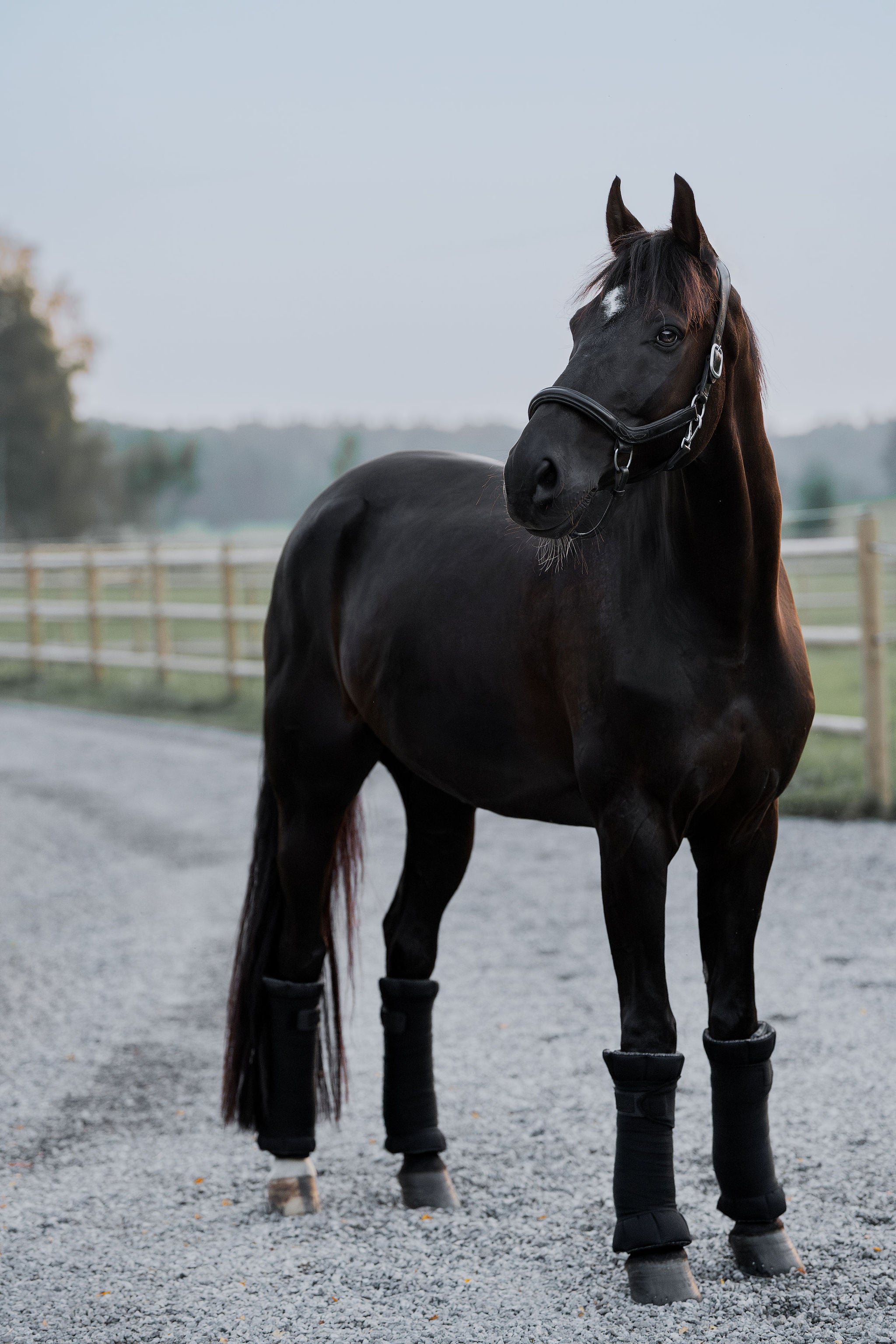 EN103-BLACK_2.jpg